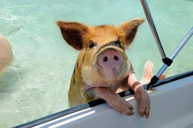 Nassau Small-Group Snorkel, Turtle, Pigs Speedboat Tour  - New Providence Island - Questions and Pricing