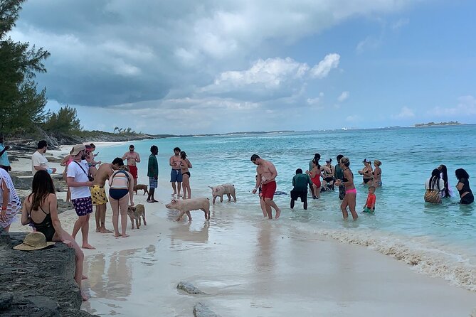 Nassau Small-Group Snorkel, Turtle, Pigs Speedboat Tour  - New Providence Island - Common Questions