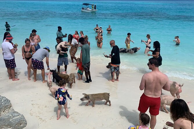 Nassau Small-Group Snorkel, Turtle, Pigs Speedboat Tour  - New Providence Island - The Sum Up