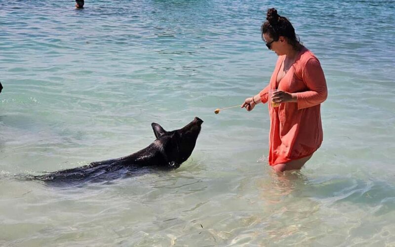 Nassau: Snorkeling, Pig Beach, Swim with Turtles, and Lunch - The Overview: What Makes This Tour Stand Out