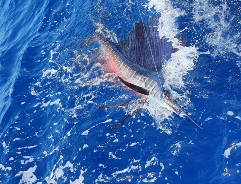 Nassau: Sport-fishing private charter . - Exploring Nassau’s Sport-Fishing Experience