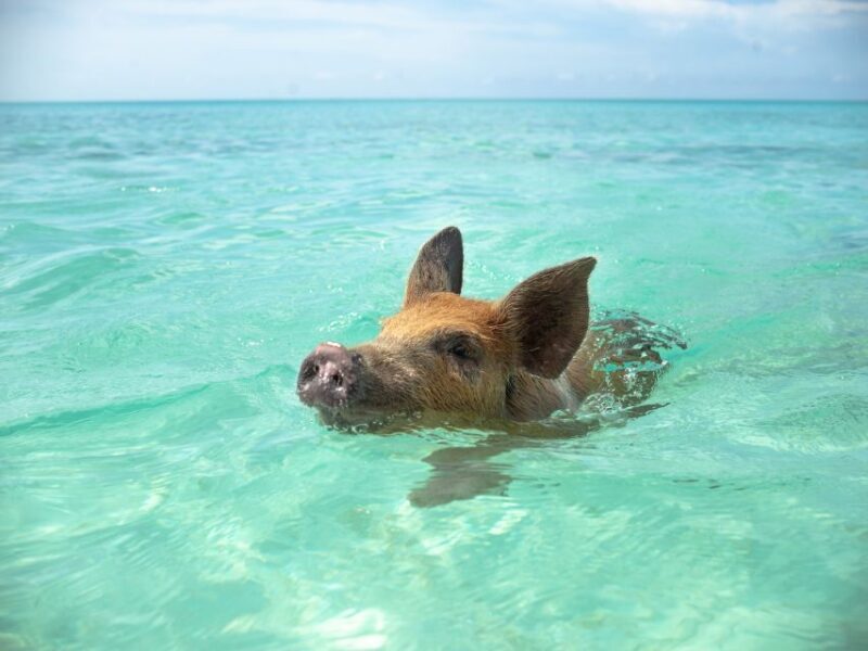 Nassau: Swimming Pigs and Private Beach Club Trip with Lunch - Final Thoughts