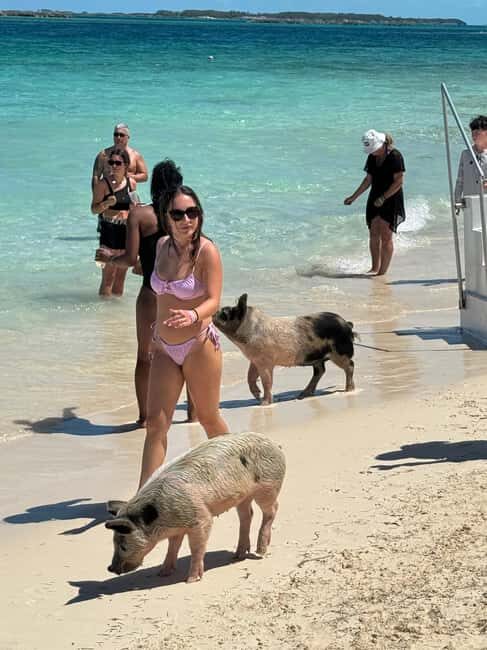 Nassau: Swimming Pigs and Turtles Boat Tour with Snorkeling - Good To Know