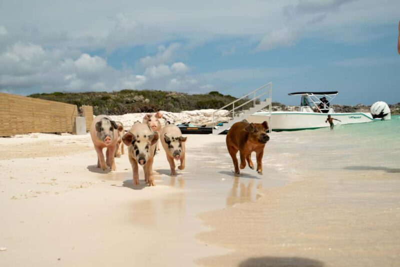 Nassau: Swimming Pigs, Snorkeling, Lunch, & Beach Boat Tour - The Sum Up