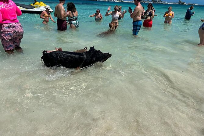 Nassau: Swimming Pigs, Turtles, Snorkeling -All Day- With Lunch - The Sum Up