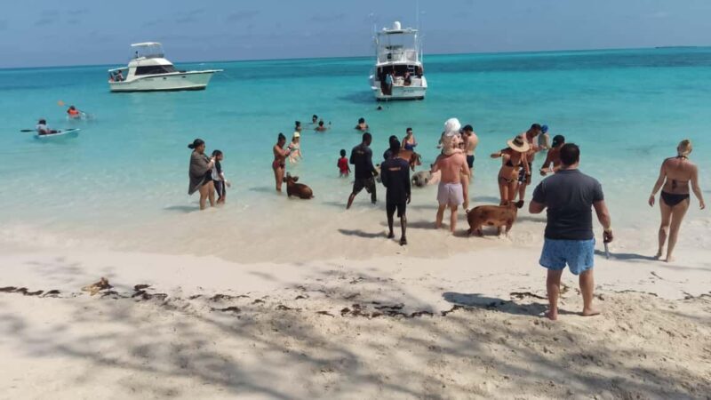 Nassau: Swimming with Pigs, Snorkeling, and Sightseeing Tour - FAQ