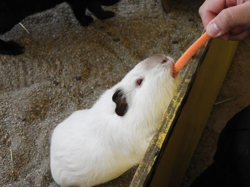 Nasu Safari Park Ticket - Feeding animals brings the visit to life