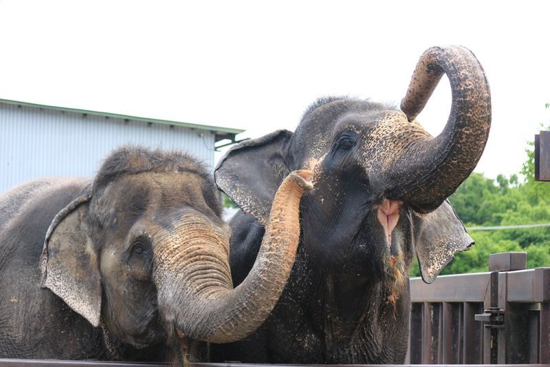 Nasu Safari Park Ticket - How much time and money to set aside