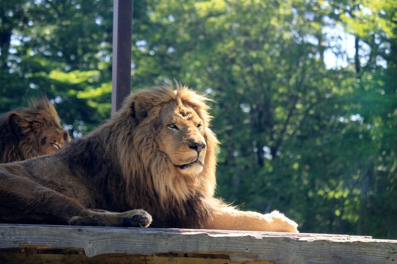 Nasu Safari Park Ticket - Opening hours, arrival, and ticket use