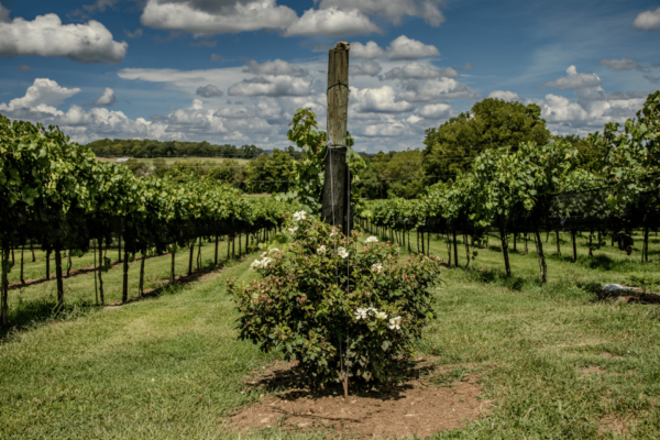 Natchez Trace Parkway: Scenic Routes Driving Tour - Frequently Asked Questions