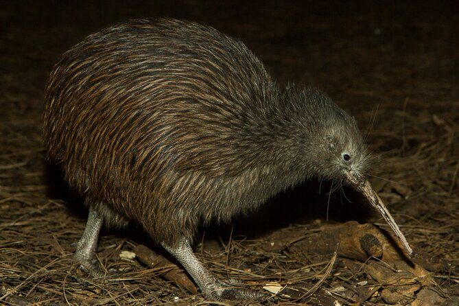 National Aquarium of New Zealand in Napier General Admission - Additional Details and Tips