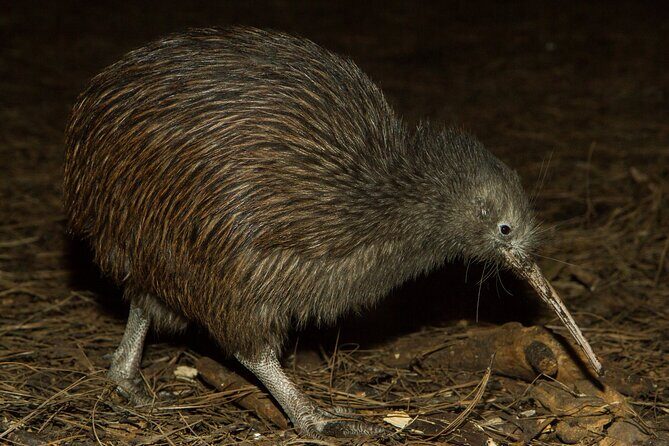 National Aquarium of New Zealand in Napier Native Icons Tour - Introduction