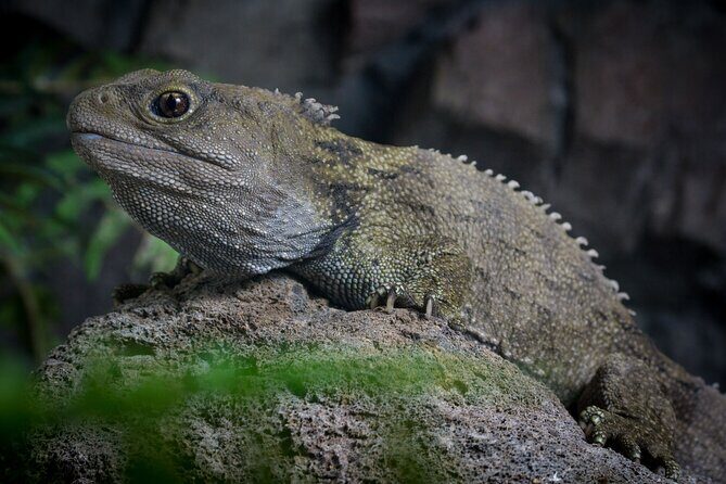 National Aquarium of New Zealand in Napier Native Icons Tour - Good To Know