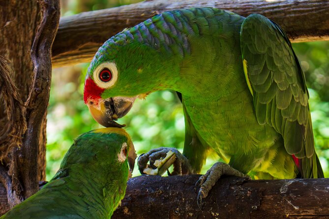 National Aviary & Mambo Beach Club Baru - Playa Blanca - Trip Highlights