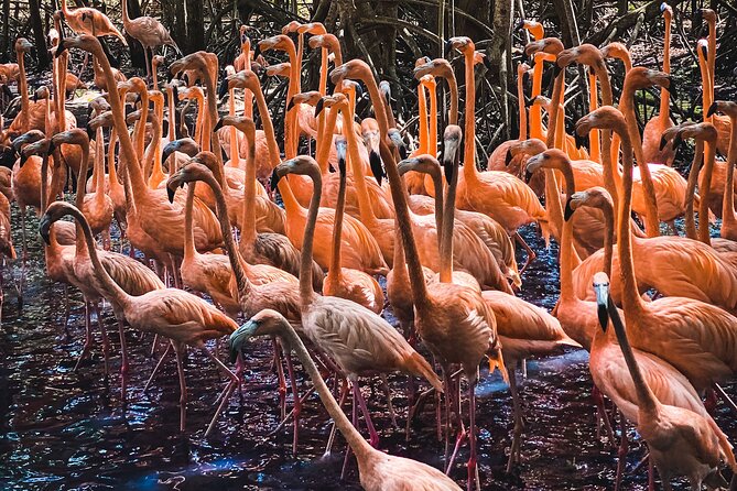 National Aviary & Mambo Beach Club Baru - Playa Blanca - Traveler Feedback