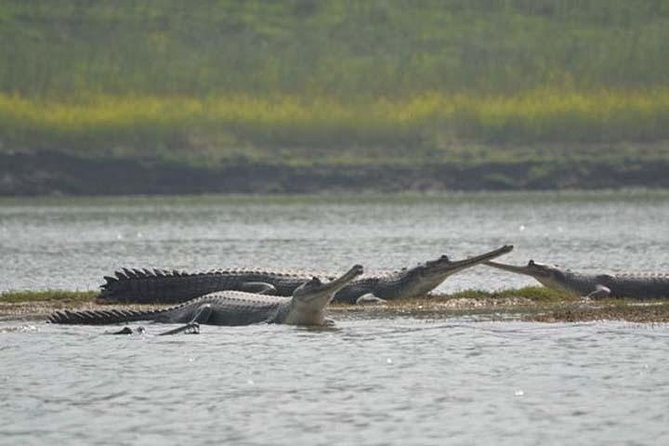 National Chambal Sanctuary and Alligator Day Tour From Agra - Tour Highlights