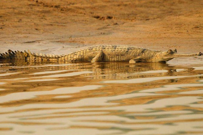 National Chambal Sanctuary and Alligator Day Tour From Agra - Wildlife Encounters