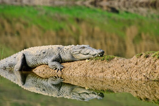 National Chambal Sanctuary With Shared River Safari & Transfers - Good To Know