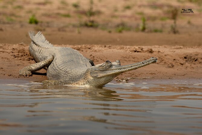 National Chambal Sanctuary With Shared River Safari & Transfers - Inclusions