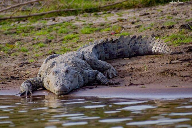 National Chambal Sanctuary With Shared River Safari & Transfers - Private Transportation