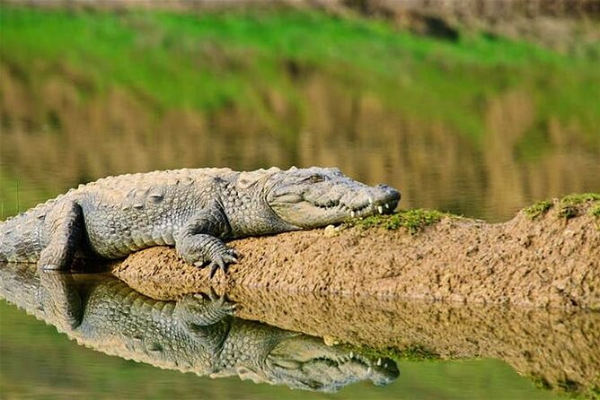 National Chambal Sanctuary With Shared River Safari & Transfers - Shared River Safari