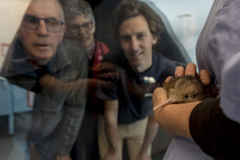 National Kiwi Hatchery - Kiwi Encounter Tour - Key points to know before you go