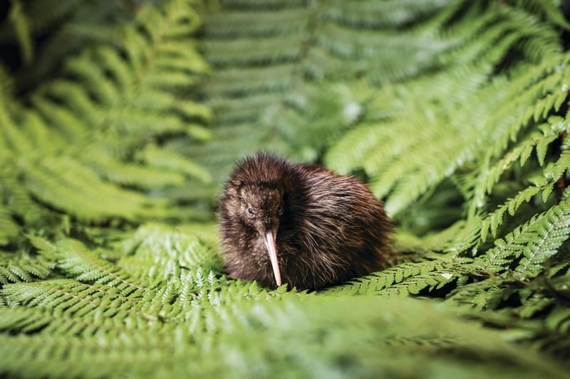 National Kiwi Hatchery - Kiwi Encounter Tour - Watching kiwi in the dark