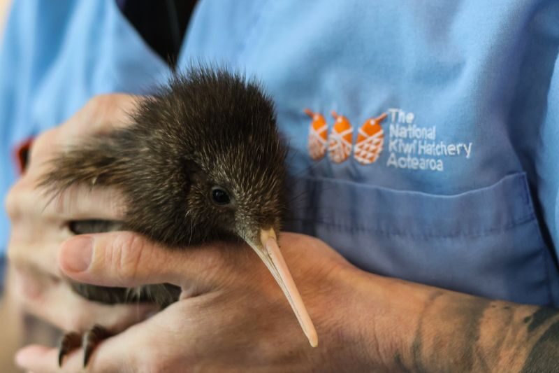 National Kiwi Hatchery - Kiwi Encounter Tour - Is $49.55 good value?
