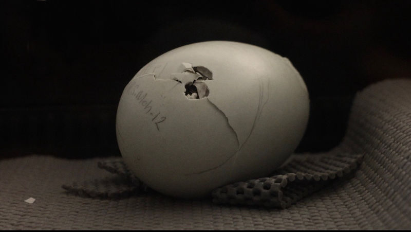 National Kiwi Hatchery - Kiwi Encounter Tour - Practical details for your visit