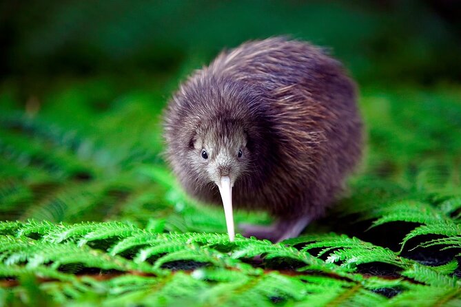 National Kiwi Hatchery - Kiwi Encounter Tour - Kiwi Hatchery Success