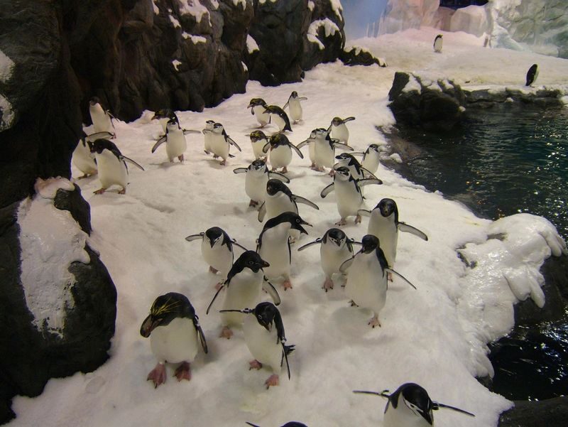 National Museum of Marine Biology and Aquarium Ticket - Plan around talks, not just tanks