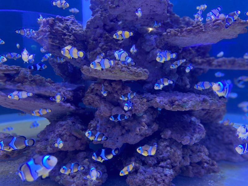 National Museum of Marine Science and Technology Ticket in Keelung - Add Chaojing Smart Ocean for aquariums