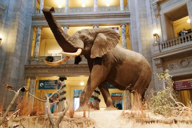 National Museum of Natural History Guided Tour - Engaging and Knowledgeable Guide