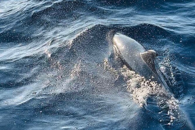 National Park Brijuni Tour From Pula With Dolphins, Sunset&Dinner - Tour Overview