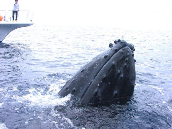 National Park Kerama Islands 2 Boat Fan Diving (With Rental) - The Sum Up