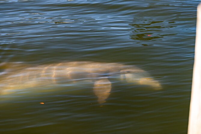 National Park Pedal Kayak Tours in New Smyrna Beach - Directions to Meeting Point