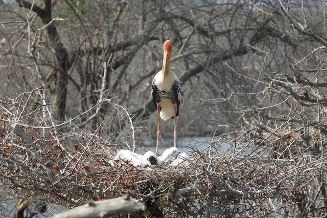 Yala National Park Private Safari - Booking Details and Flexibility