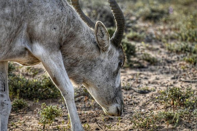 National Park Visit Souss Massa (Endangered Animals) - Park Overview