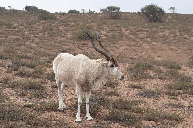 National Park Visit Souss Massa (Endangered Animals) - Common Questions