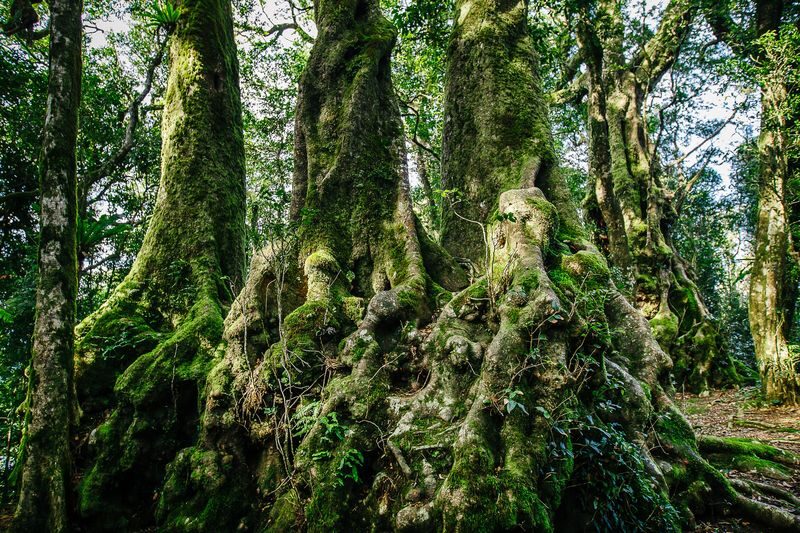 Natural Bridge and Springbrook Waterfalls Tour from Gold Coast - Lookouts and old rainforest trees