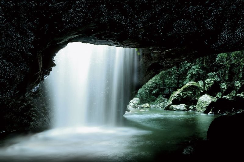 Natural Bridge Springbrook National Park Glow Worm Night Tour - What the night in Springbrook feels like