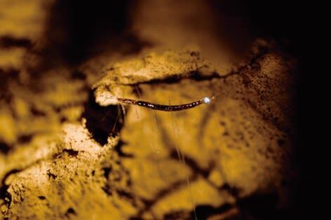 Natural Bridge Springbrook National Park Glow Worm Night Tour - The coach ride from Surfers Paradise