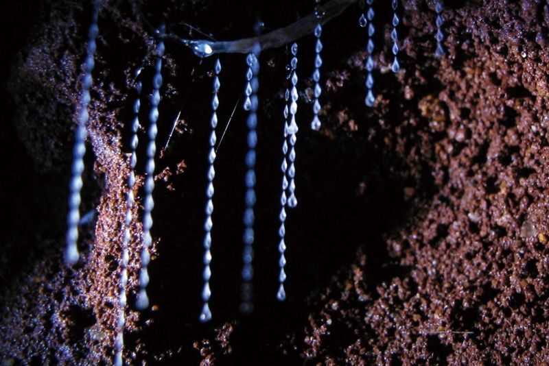 Natural Bridge Springbrook National Park Glow Worm Night Tour - Stargazing beneath the Southern Cross