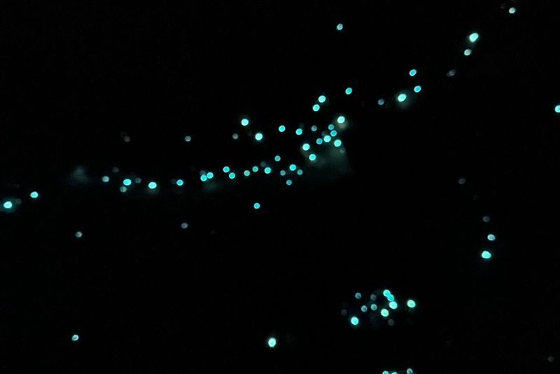 Natural Bridge Springbrook National Park Glow Worm Night Tour - Should you book?