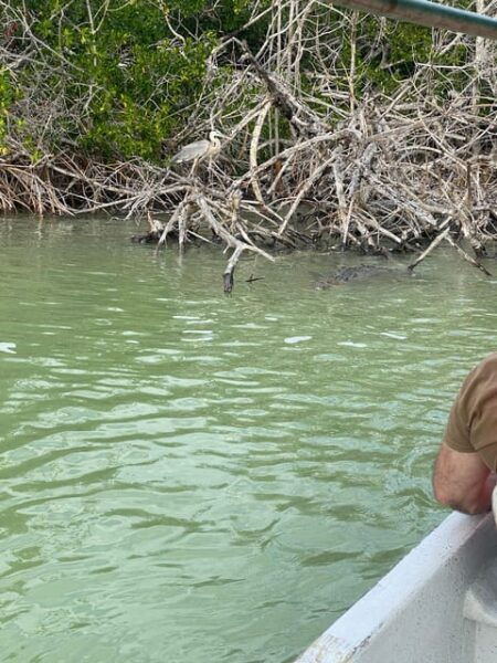 Natural Experience Rio Lagartos and Las Coloradas. - Frequently Asked Questions