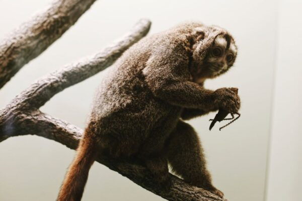 Natural History Air and Space Museum: Guided Combo Tour - The Sum Up