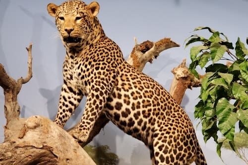 Natural History Museum Admission in Las Vegas - Is the $11.99 starting price good value?
