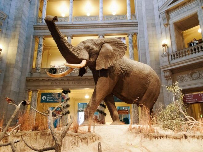 Natural History Museum & American History Museum - Treasures of the American History Museum