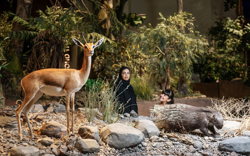 Natural History Museum Ticket in Abu Dhabi - How long to allow, and how to plan the day