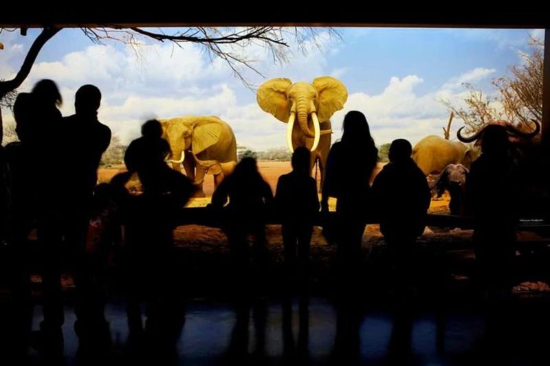 Natural History Museum Ticket in Los Angeles - Dinosaur Hall: Big Fossils and Close-Up Details